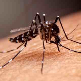 Prevent Dengue fever and rash