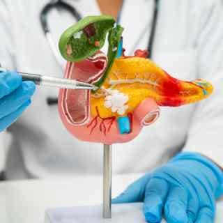 Pancreas model close up