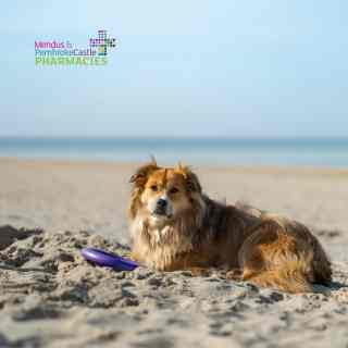 Rabies post exposure vaccine